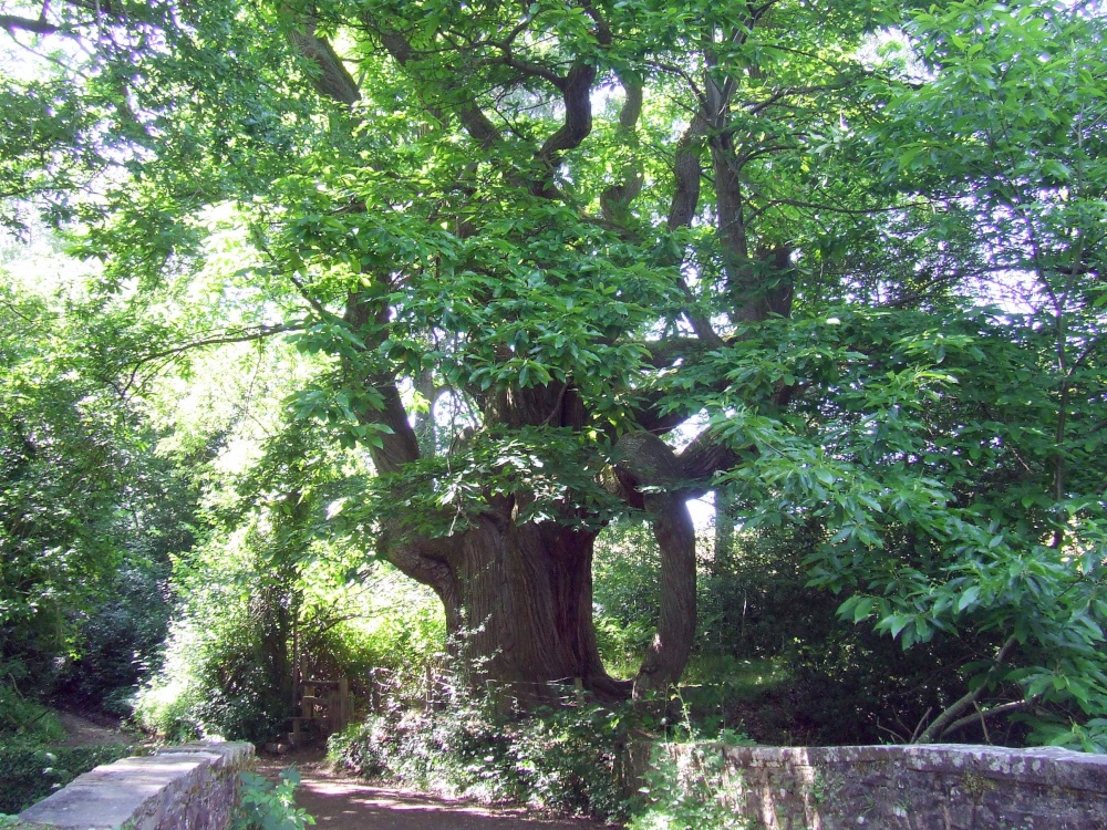Millbrook Bridge Near (Llangenny)