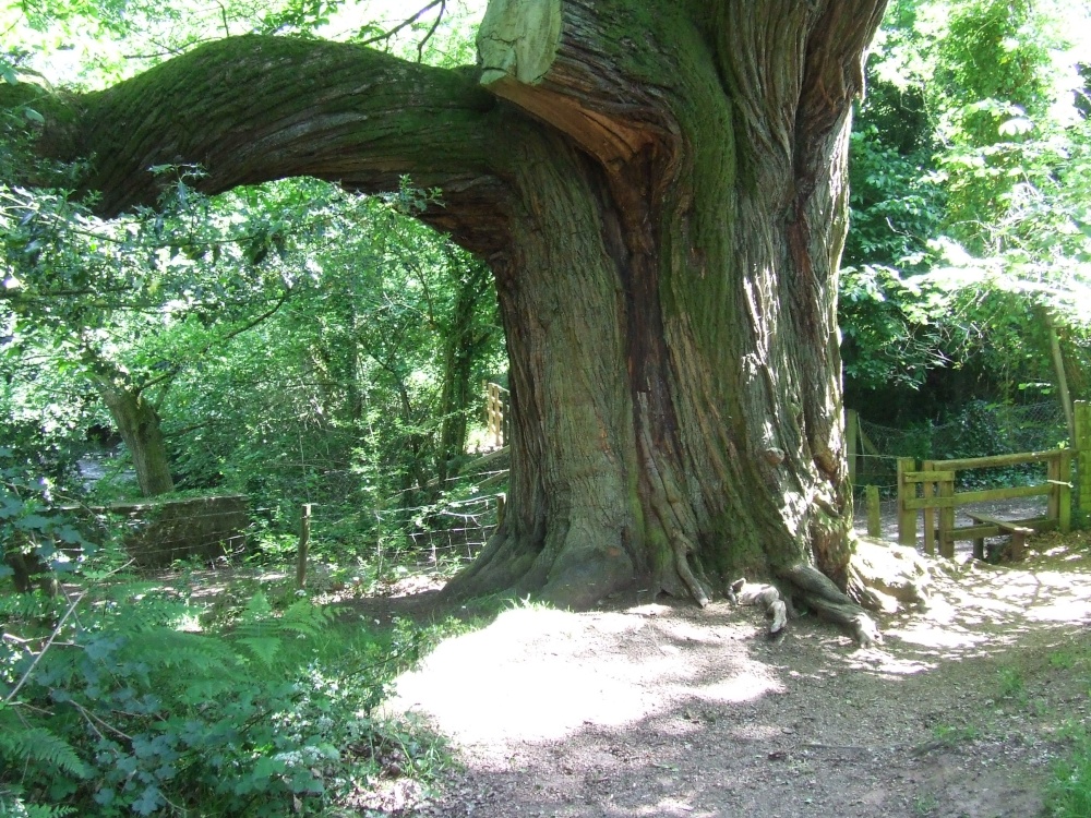 Photograph of Millbrook Bridge Chestnut Tree (Near Llangenny)