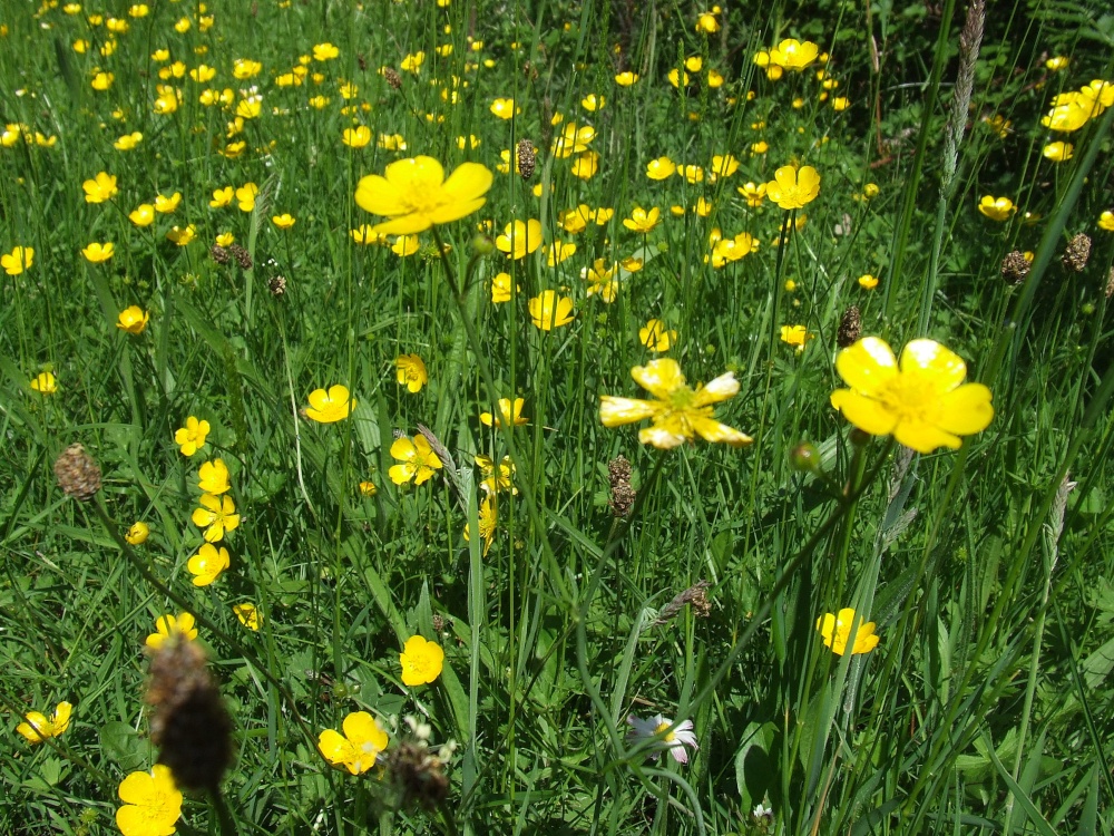 The Banks Of The River Grwyney (Near Llangenny)