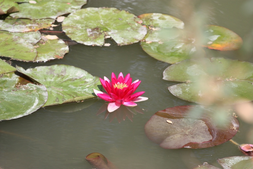 Redisham Hall Gardens