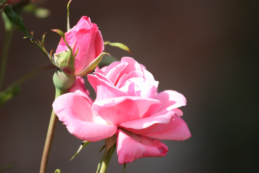 Redisham Hall Gardens