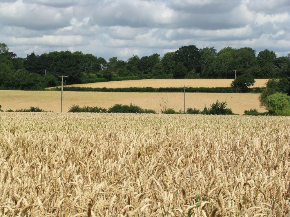 Corn ready for harvesting