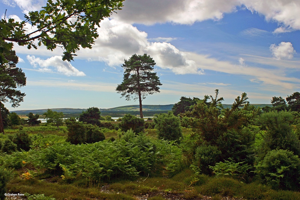 Arne Nature Reserve in Dorset