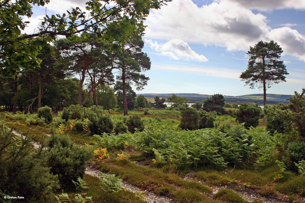 Arne Nature Reserve in Dorset