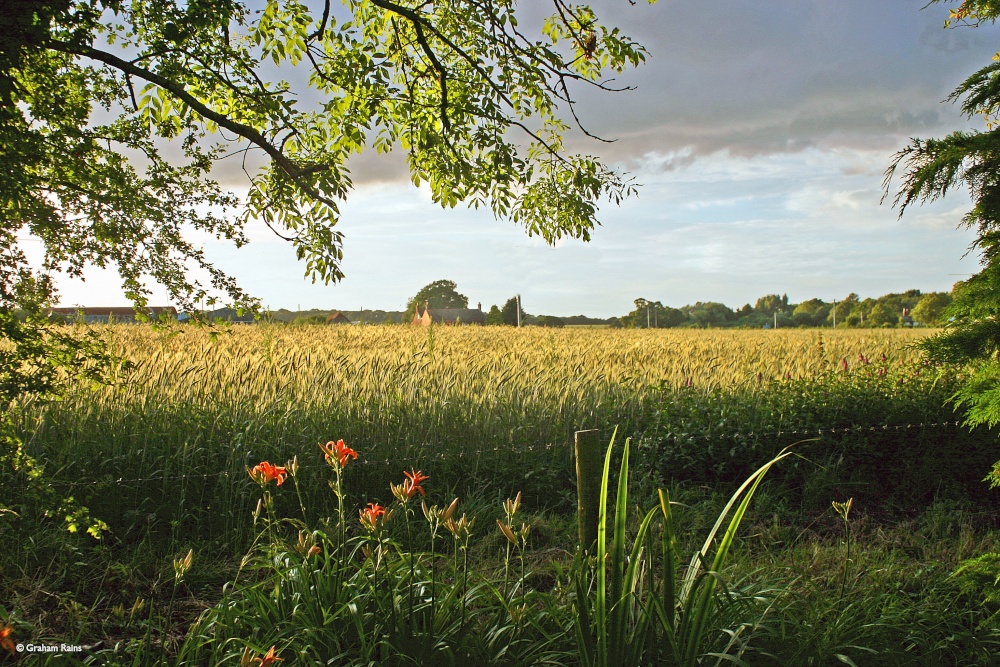 Stour Valley Summer