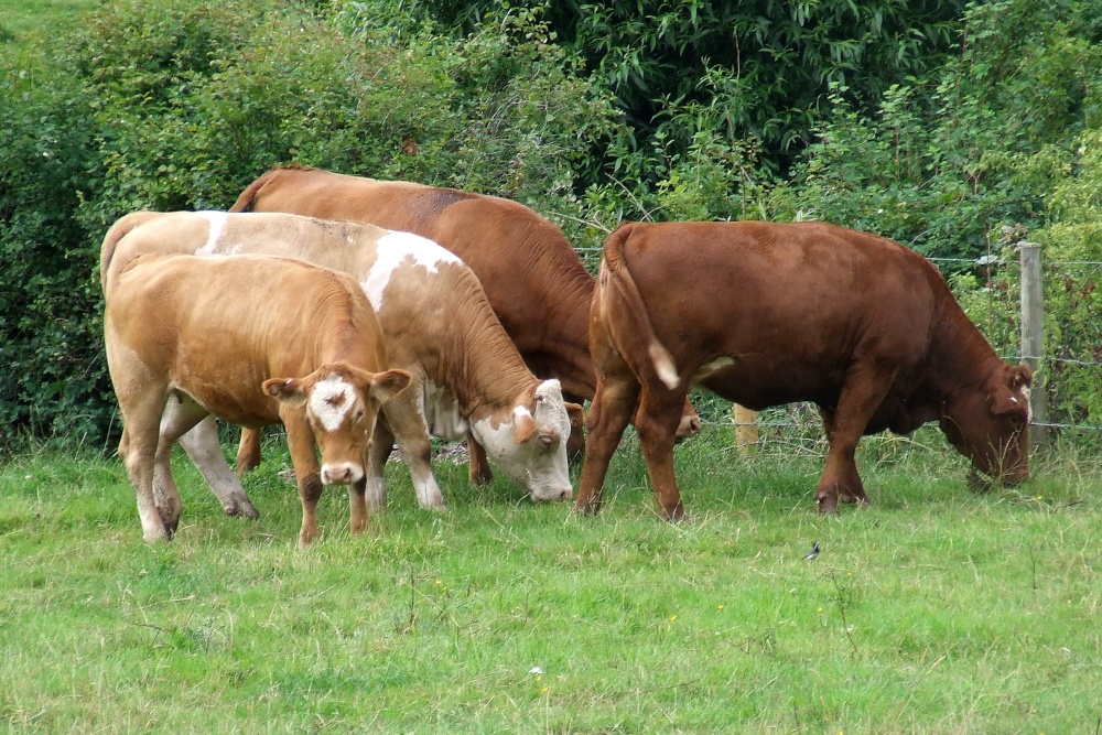 Cows in field near the Church