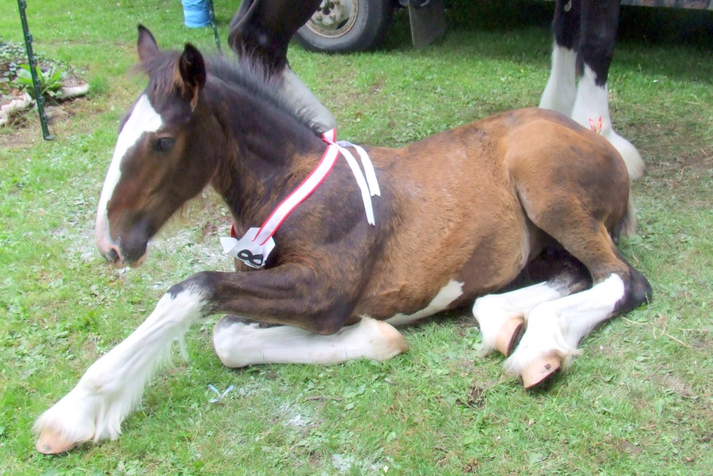 Abergavenny Shire Horse Show