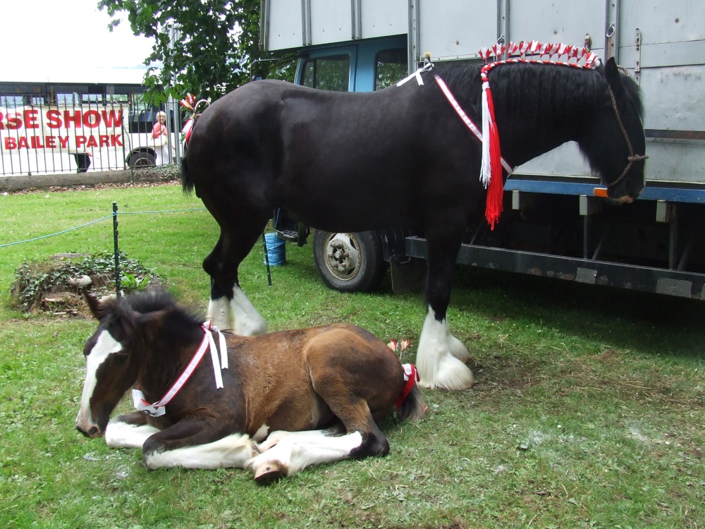 Abergavenny  Shire Horse Show
