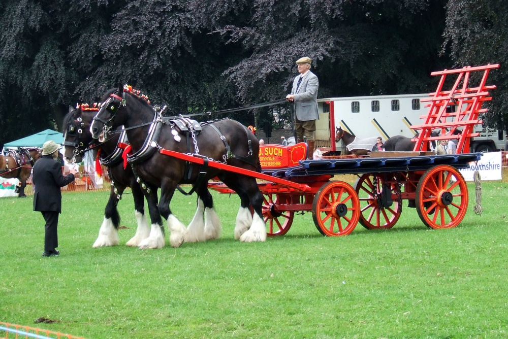 Abergavenny Shire Horse Show