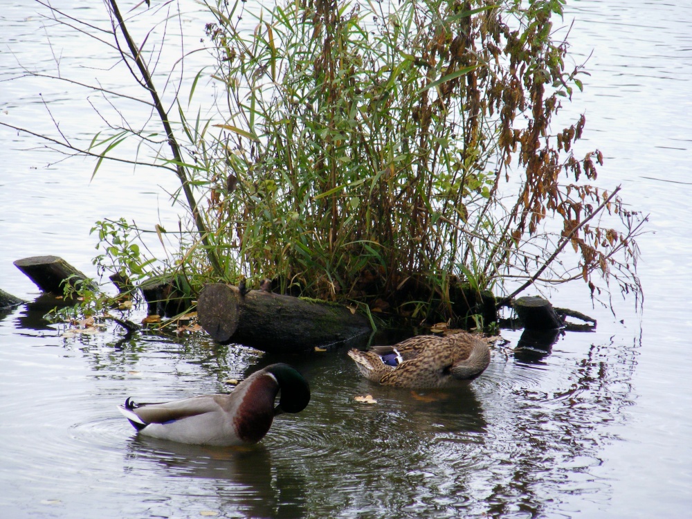 Bathtime down at the duckpond