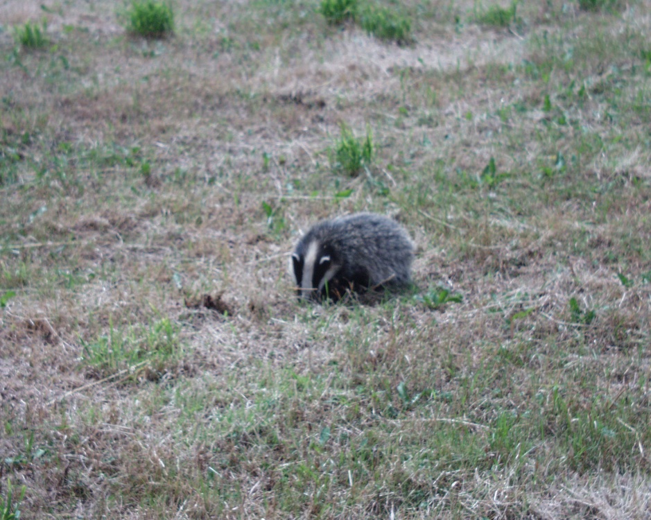 Badger