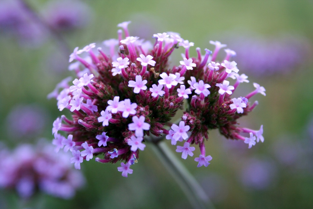 Eastcote House gardens, Eastcote Village