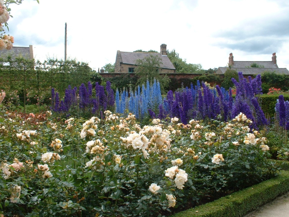 Rose Garden, Alnwick Gardens  5 July 2007 photo by Brian Scotney