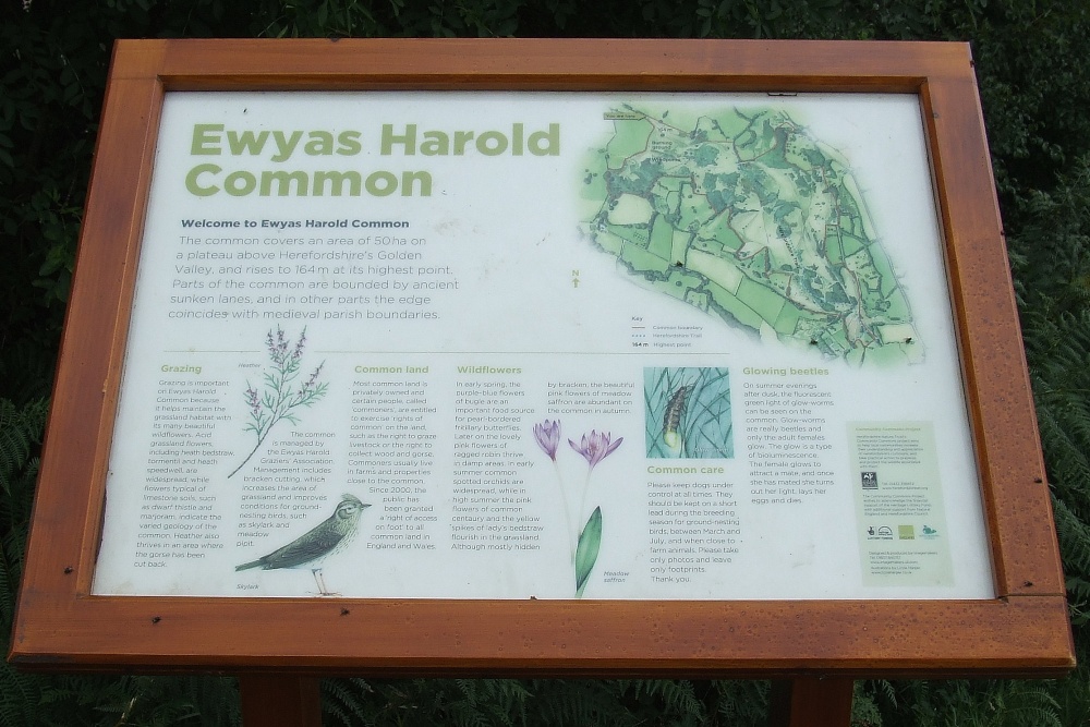 Ewyas Harold Common