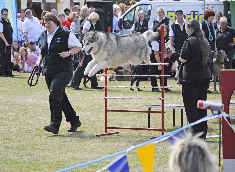 Dogs for the high jump