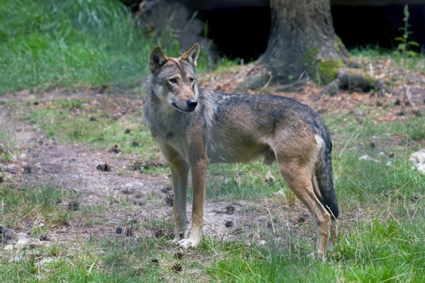 New Forest Wildlife Park