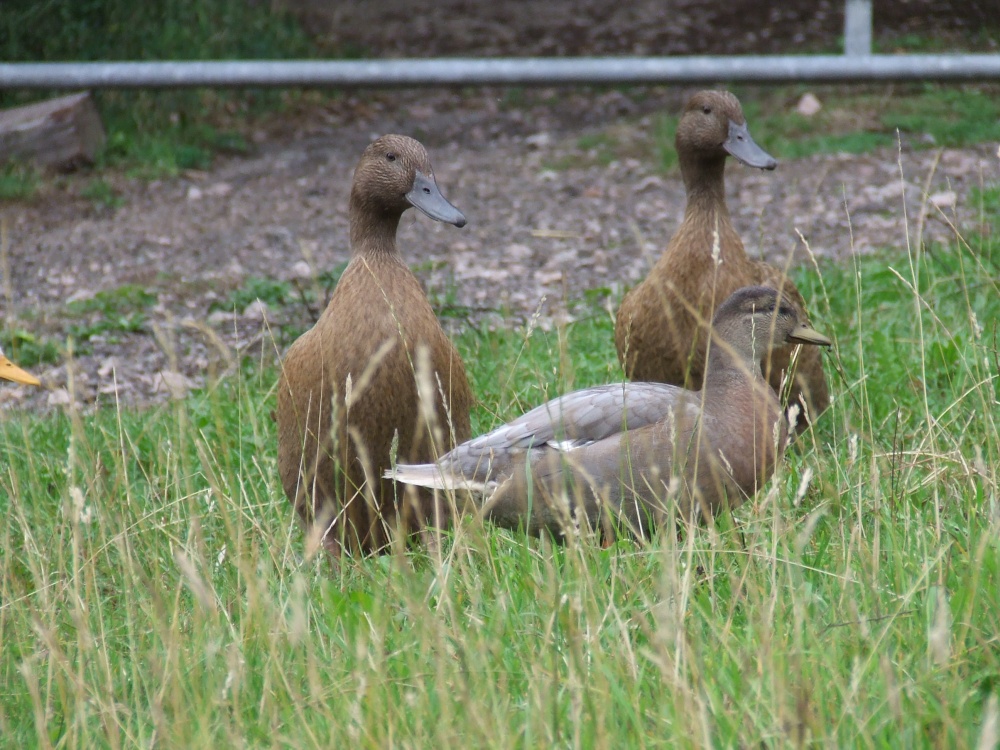 Perrygrove Railway and Treetop Adventure