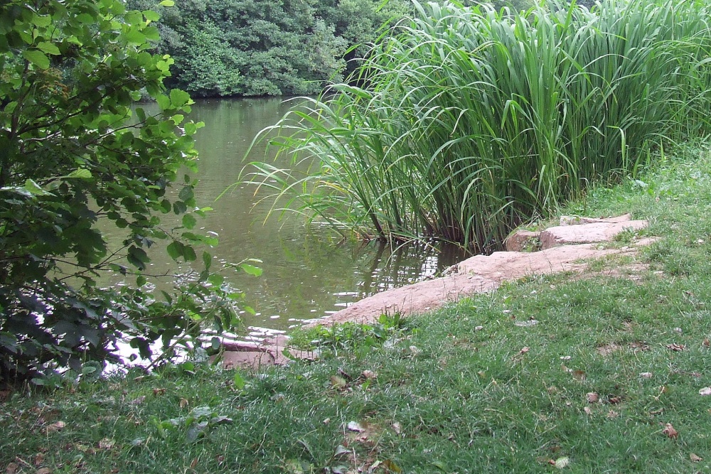 Newent lake and park