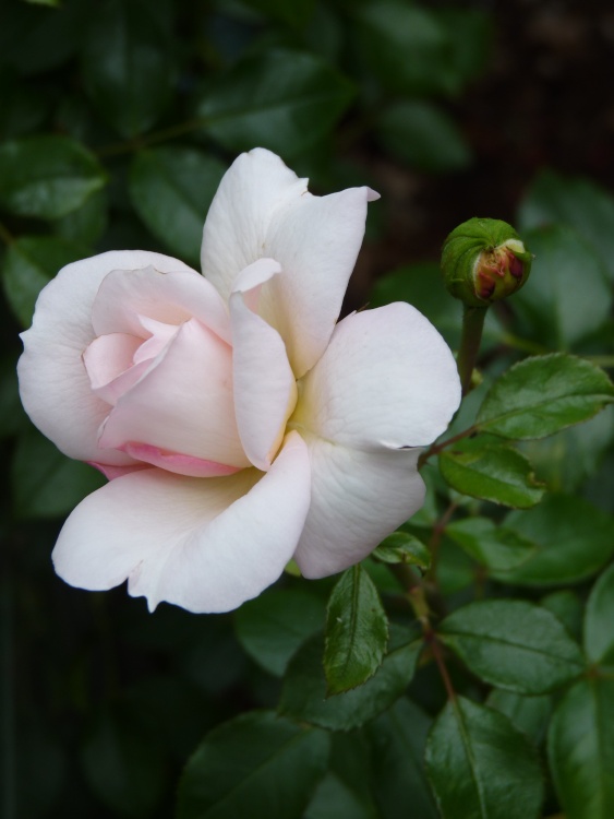 It's that blooming rose again!!!