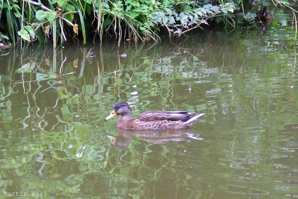 Newent lake and park
