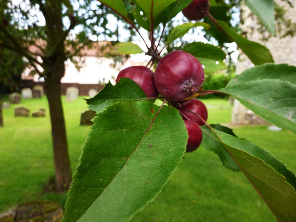 Possibly Crab apples