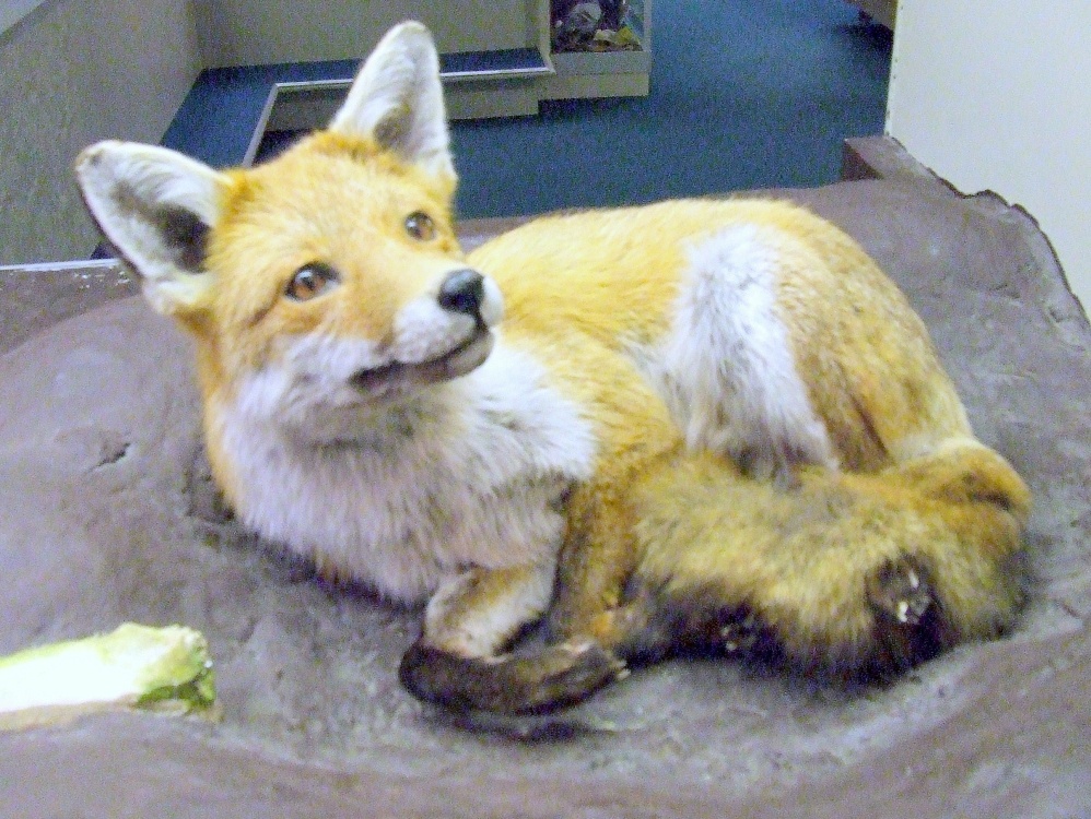 Natural History Museum Colchester