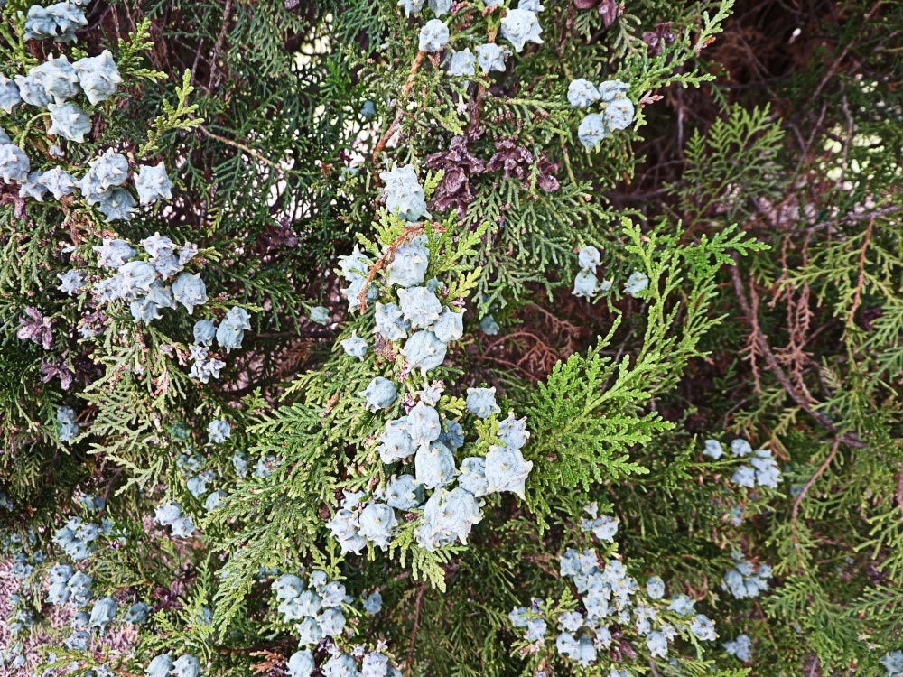 Photograph of Type of fir tree in the churchyard.
