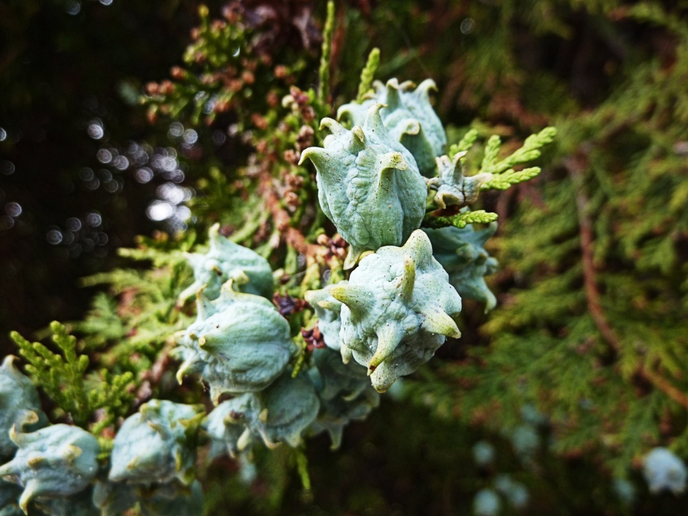 Photograph of Close-up of the fir tree