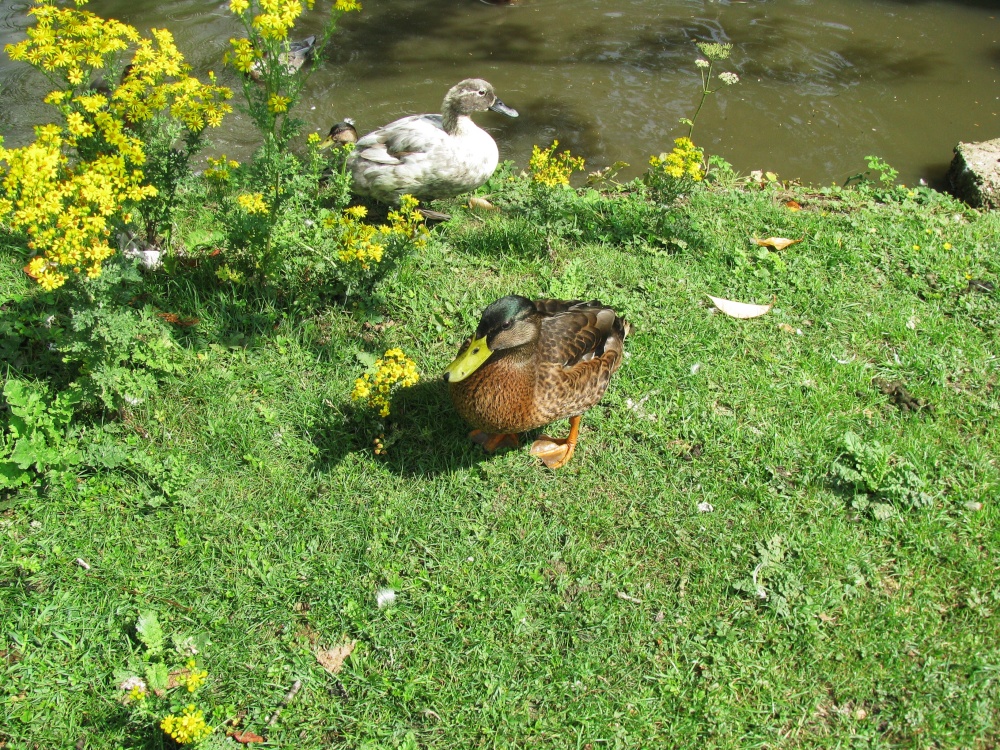 A view of Worlingworth