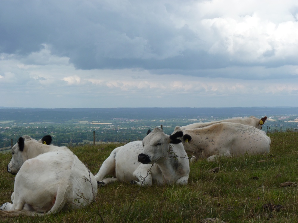 Photograph of Cows in Clouds