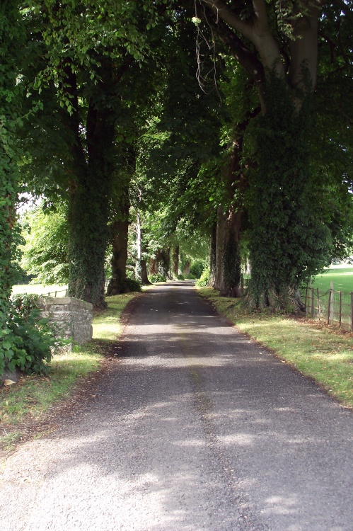 Tree Lined Drive
