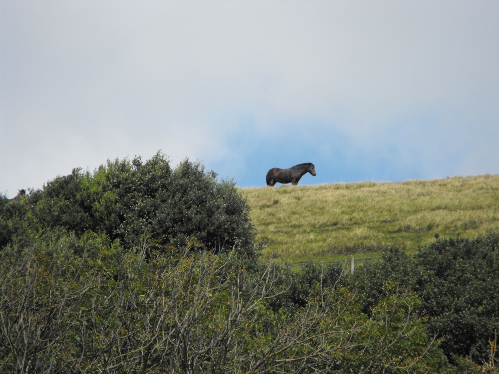 Keeping watch on the ridgetop