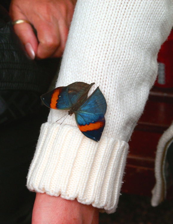 They will land anywhere.