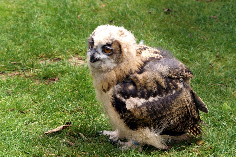 Baby giant Owl. photo by Peter Evans