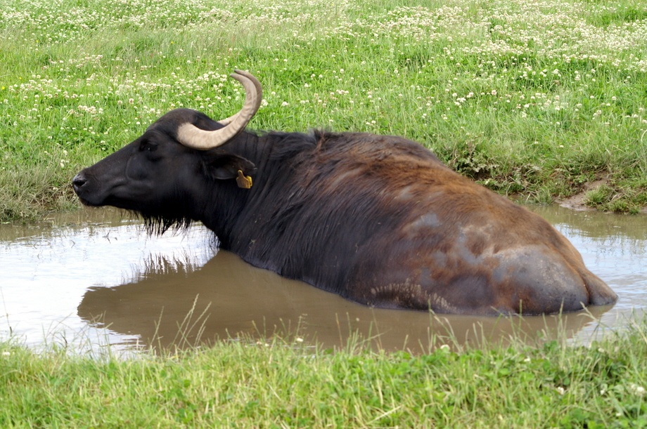 Get out of there. You'l get muddy.