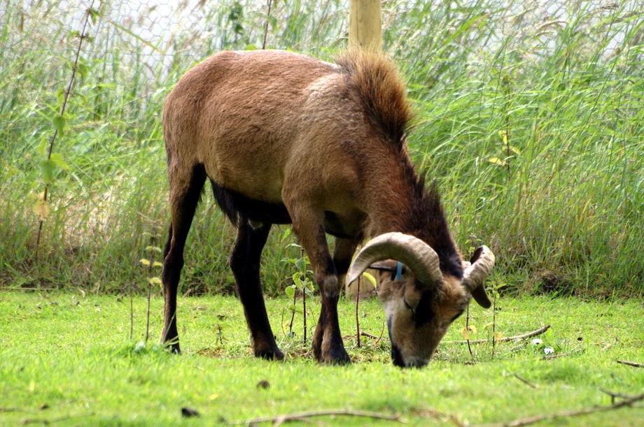 Dont bend over in front of him. photo by Peter Evans