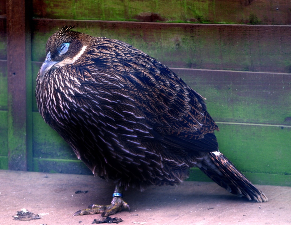 No idea what this is.