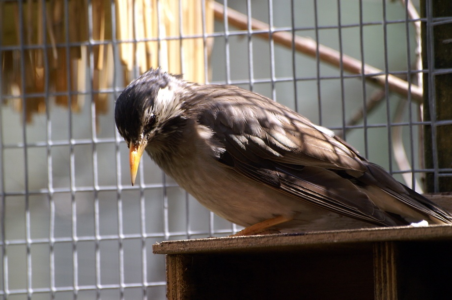 In the aviary. photo by Peter Evans