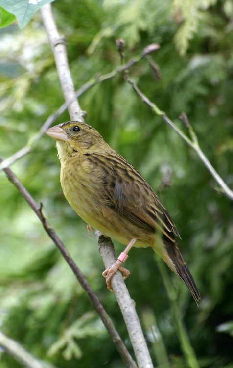 Can you hear something?