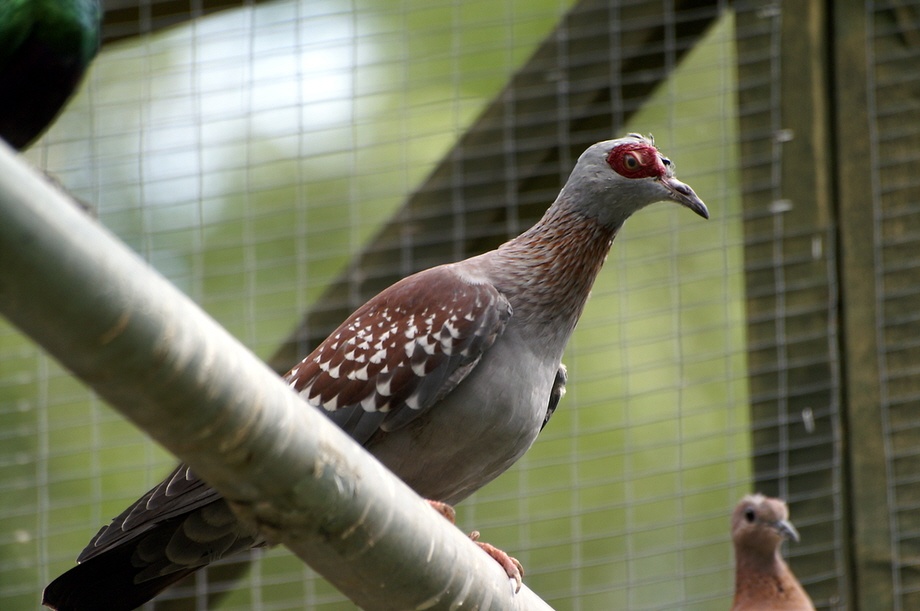 Now thats an ugly bird!