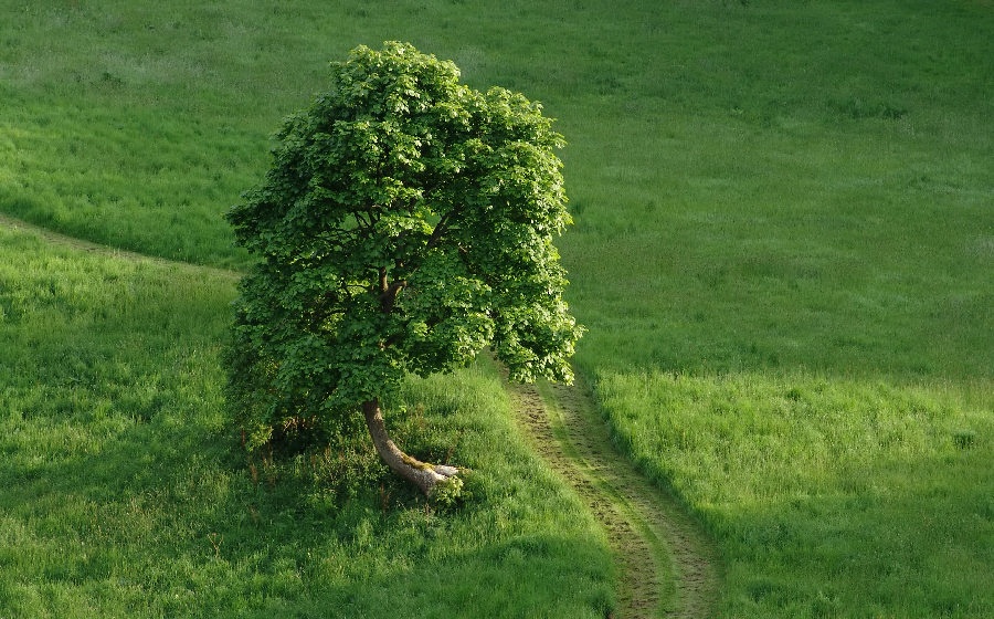 Photograph of Lonely tree