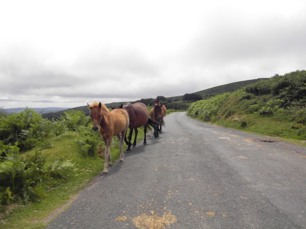 Dartmoor Ponies