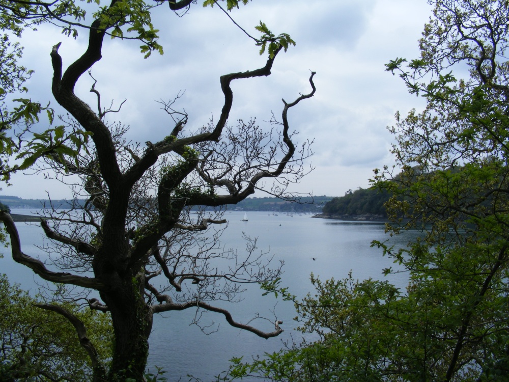 A view of Carrick Roads from Trelissick