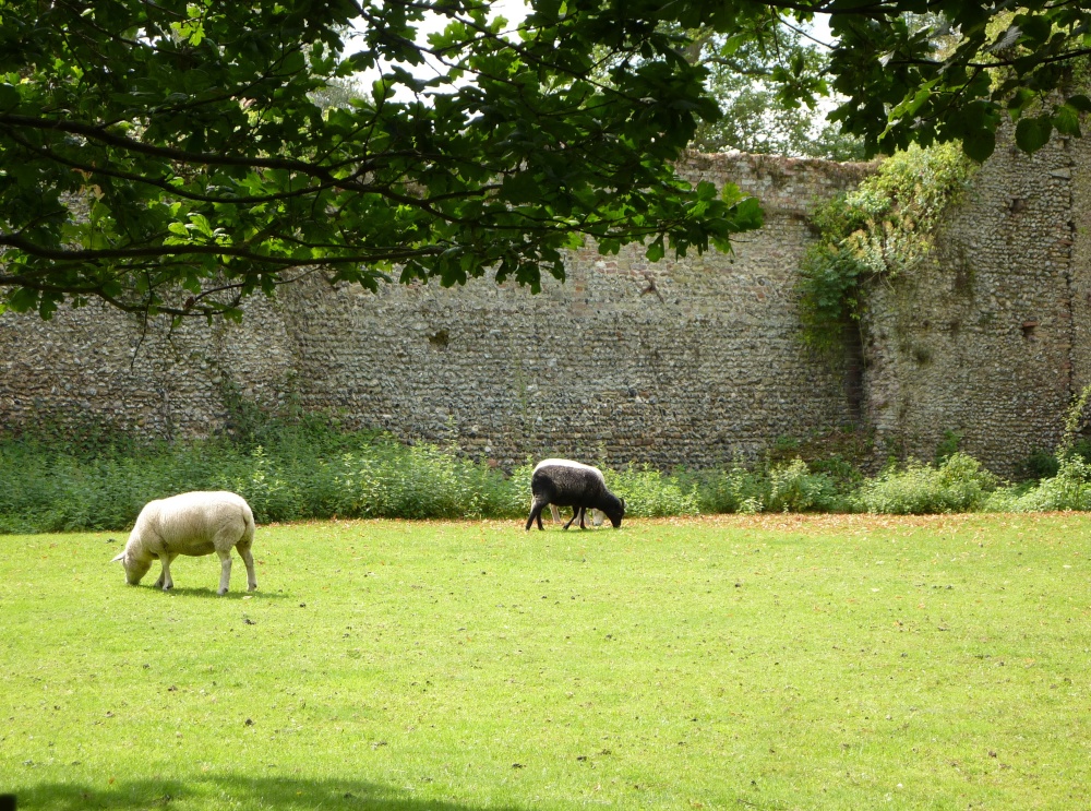 A view of Mettingham Castle Walls