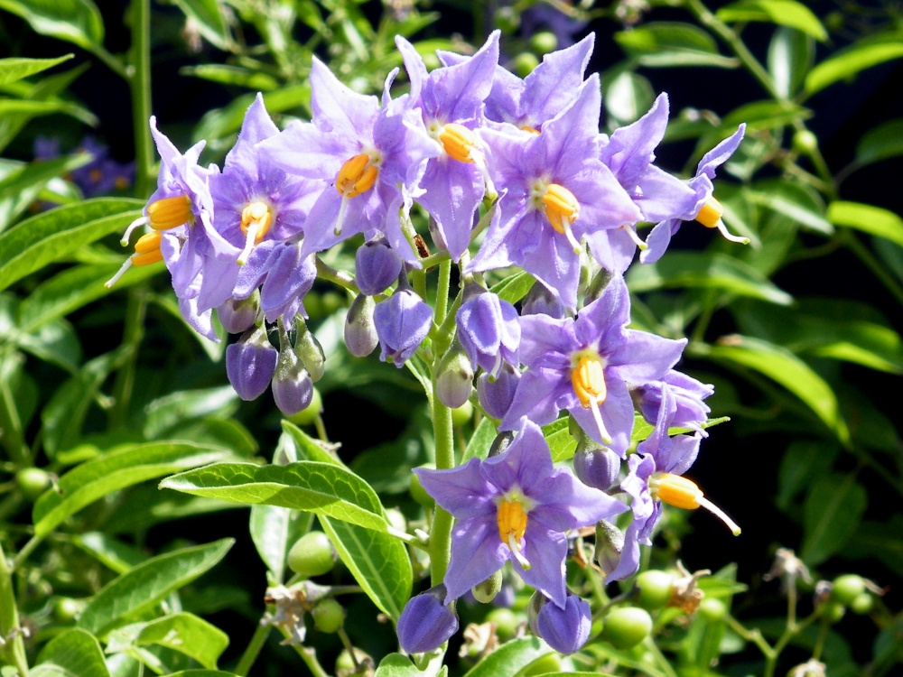 Eastcote House gardens, Eastcote village