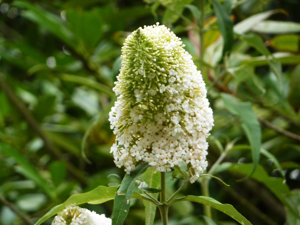 Really like to know what this is ???