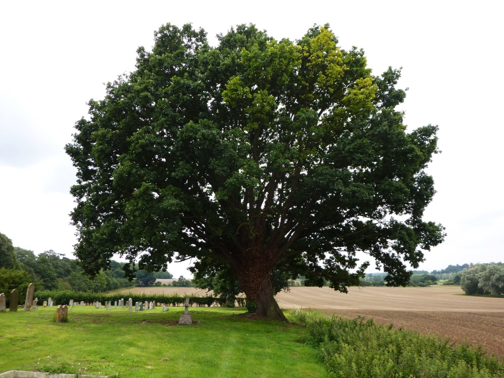 Lovely old tree in the Churchyard