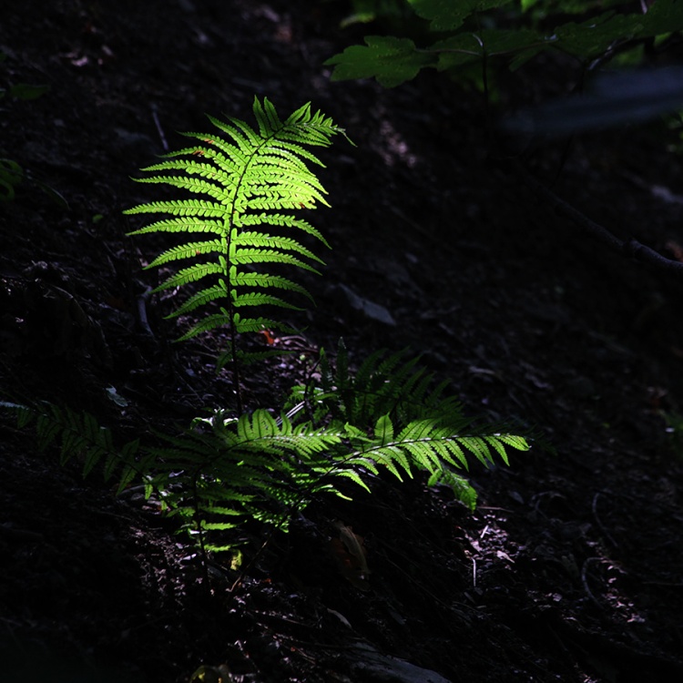 A fern in the woods by Fewston Reservoir.
