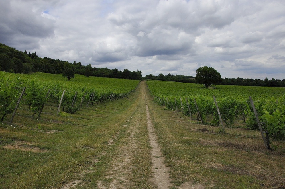 Path through the Vineyard photo by Robert Riva