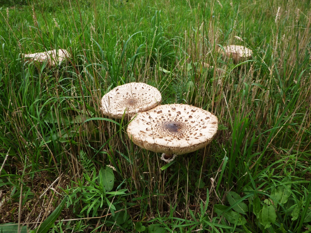 Fungi in the Churchyard